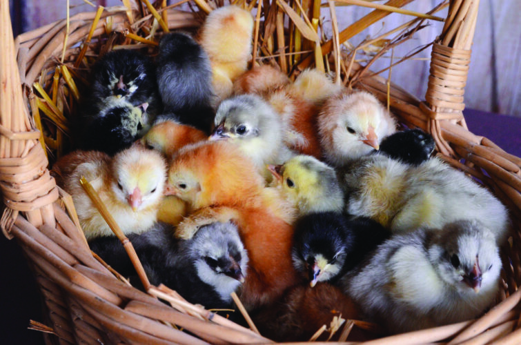 How to Handle a Home Poultry Business